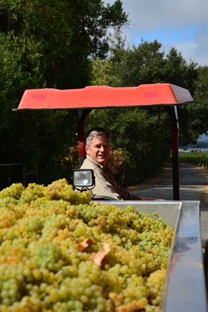 Parke Hafner unloading Chardonnay grapes.