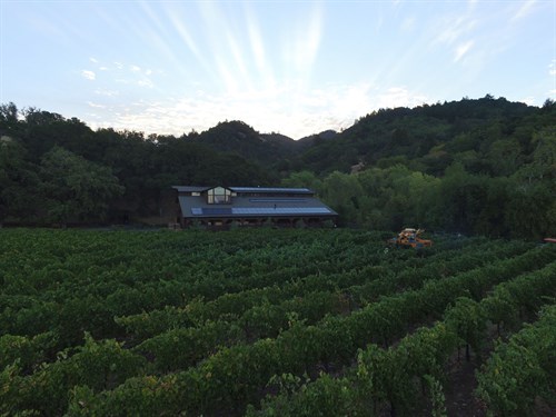 Picking Malbec at Hafner Vineyard in Alexander Valley