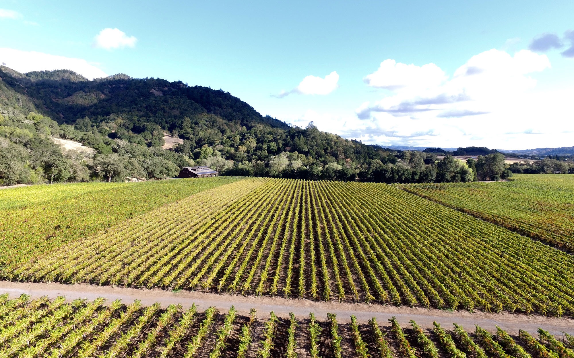 Autumn Vineyard Colors With Aerial Photography Hafner Vineyard 