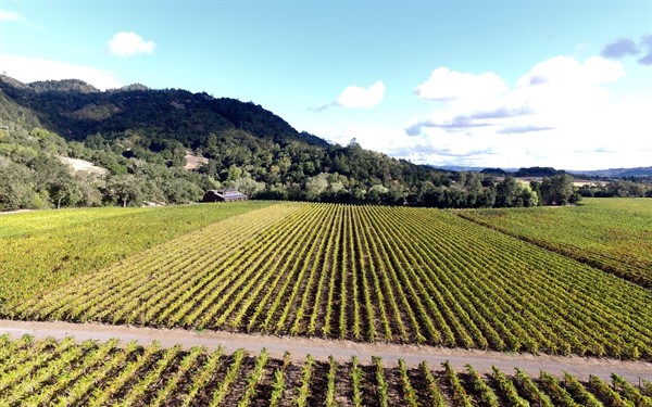 Autumn Vineyard Colors at Hafner Vineyard