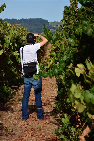 Cloverdale High captures the vineyard colors at Hafner.