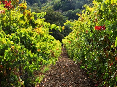 Student photo of the vineyard rows