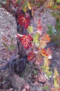 Student photo of the vines