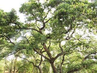Student photo of tree