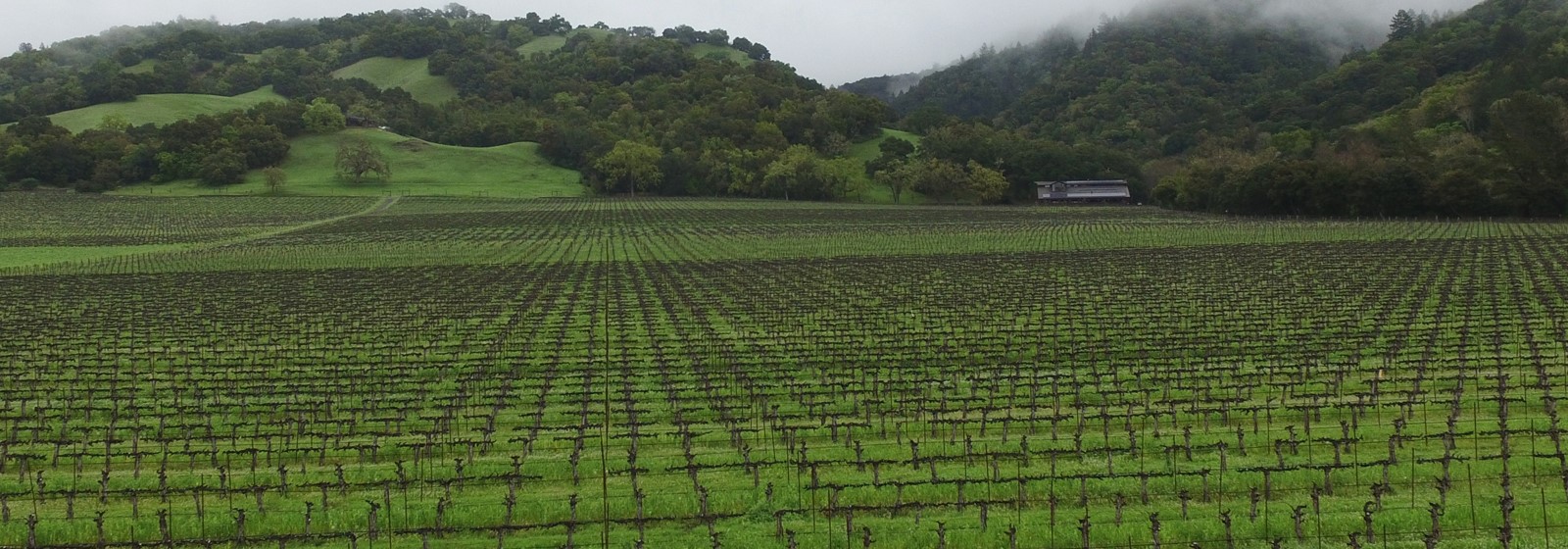Hafner Vineyard in February