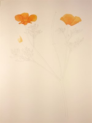 Watercolor California Poppy (1)