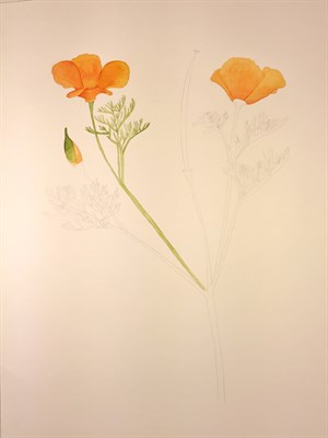 Watercolor California Poppy (2)