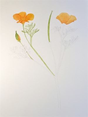 Watercolor California Poppy (3)