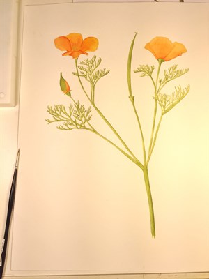Watercolor California Poppy (4)