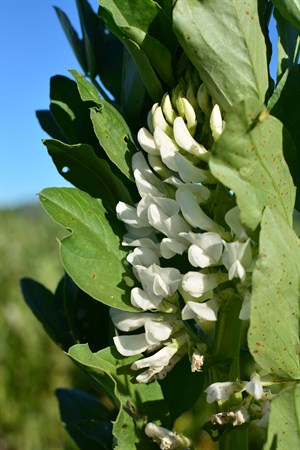 Legumes from the organic soil builder growing at Hafner