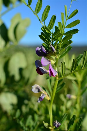 Peas flowering in the replant at Hafner