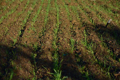 Cover crop beginning to grow