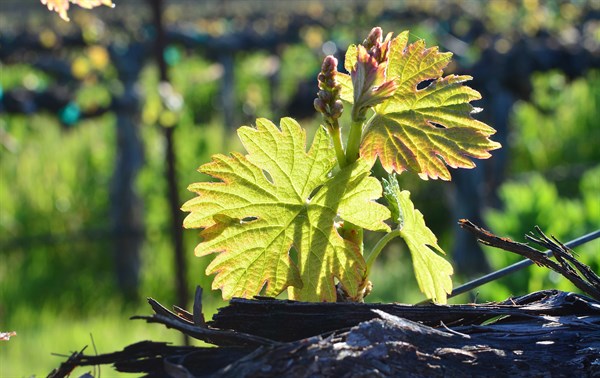 Baby leaves burst forth at Hafner Vineyard