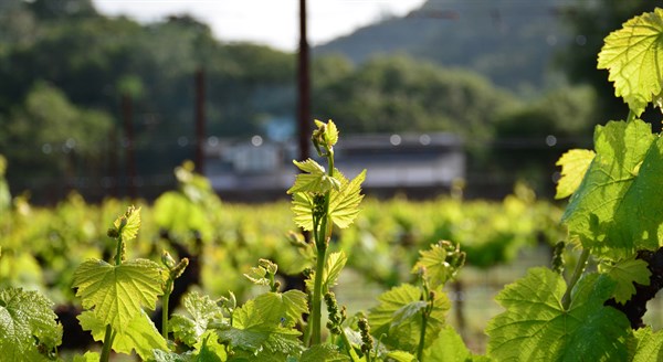 Vines Growing at Hafner Vineyard