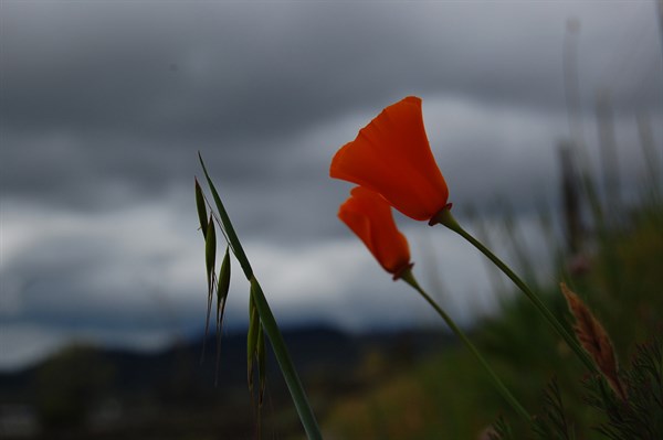 California Poppy