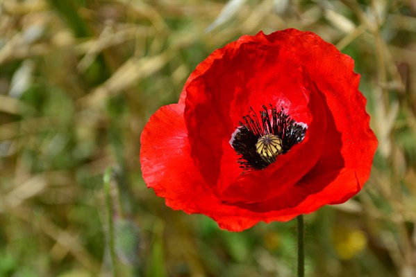 Poppy blooming at Hafner