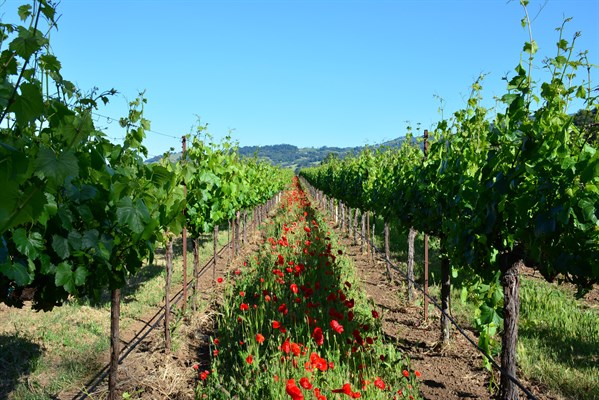 Poppies blooming in the vineyard rows at Hafner