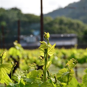 Light green leaves at Hafner Vineyard