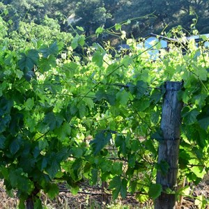 Petit Verdot at Hafner Vineyard in Alexander Valley