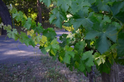 Vine color variation at Hafner