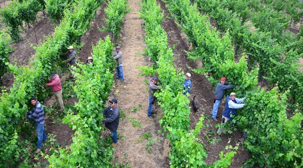 Vineyard crew at work