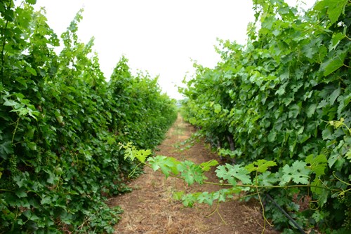 Cabernet vines at Hafner Vineyard in Alexander Valley