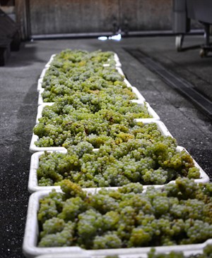 Chardonnay grapes picked at Hafner in Alexander Valley