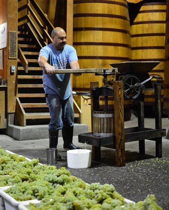 Ricardo pressing Chardonnay at Hafner