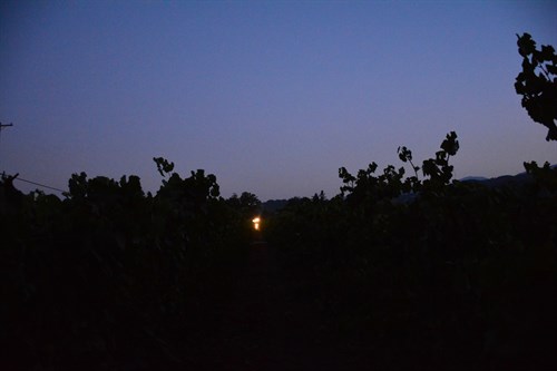 Harvesting Chardonnay at Hafner Vineyard
