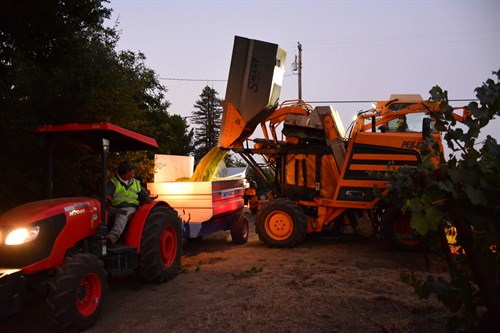 Chardonnay Harvest at Hafner Vineyard