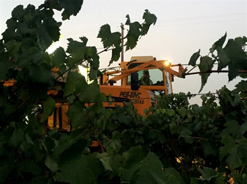 David Huebel driving the machine harvester