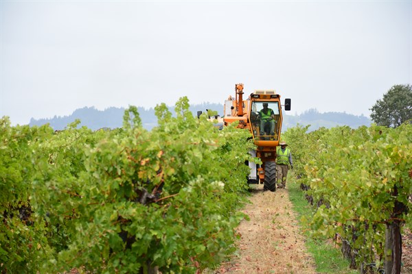 Machine Harvester