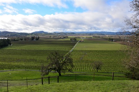 View from the Terrace