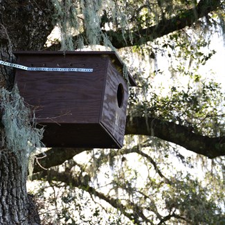 Owl Box