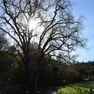 Valley Oak at Hafner Vineyard