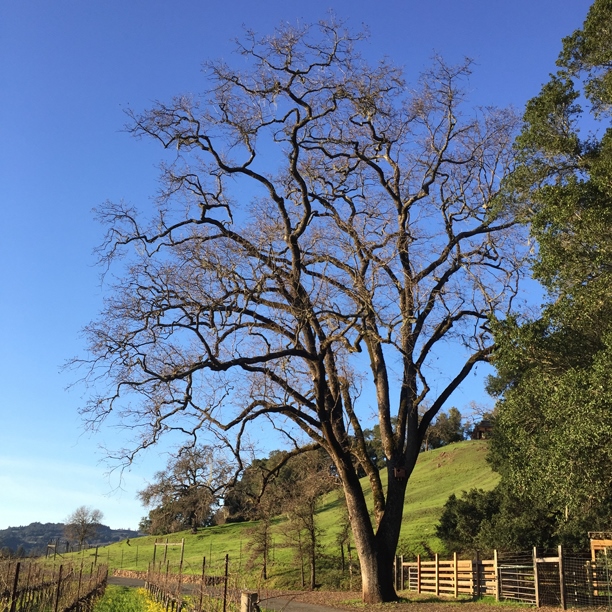 Oak at Hafner Vineyard in Alexander Valley