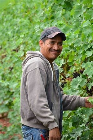 Benito in the Vineyard