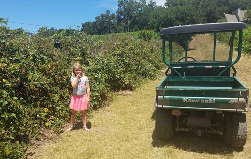 Fia eating blackberries