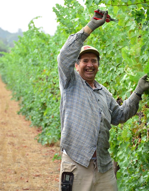 Chema in the Vineyard