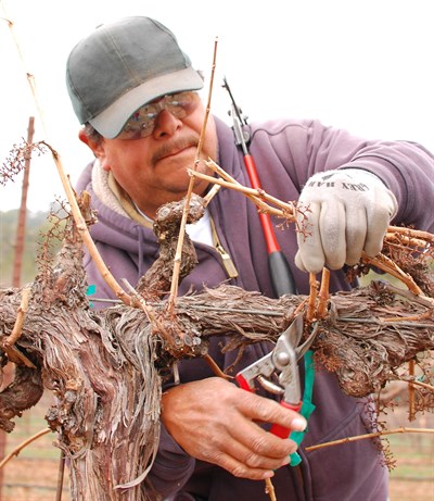 Antonio Pruning at Hafner Vineyard