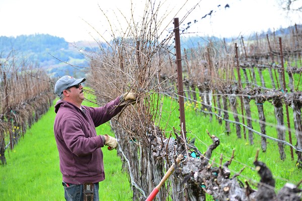 Martin Pruning at Hafner Vineyard