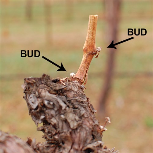 Buds on a Grapevine