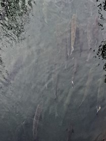 Fish at Lake Sonoma