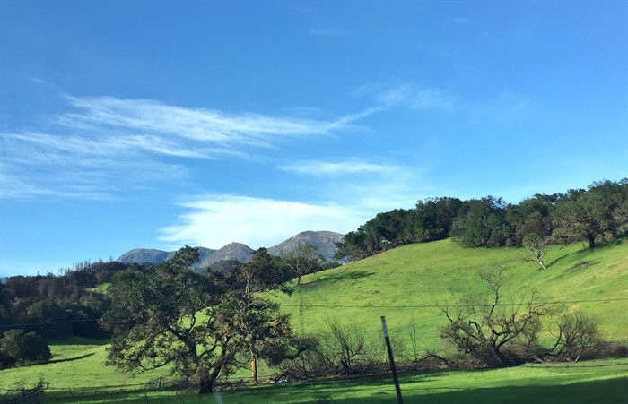 Tubbs Fire Regrowth near Calistoga