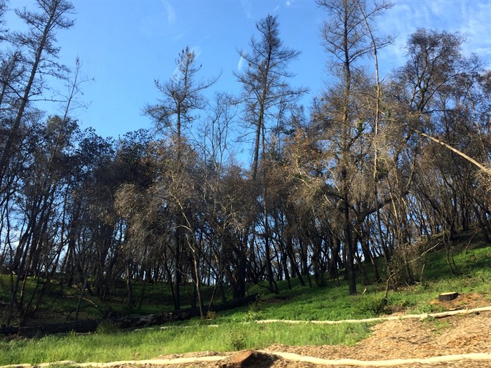 Tubbs Fire Erosion Control