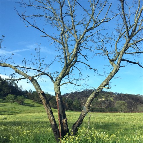 Tubbs Fire Tree Regrowth