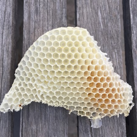 Bees Comb