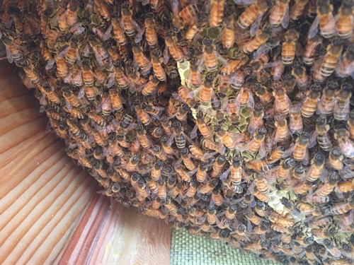 Organic Beekeeping