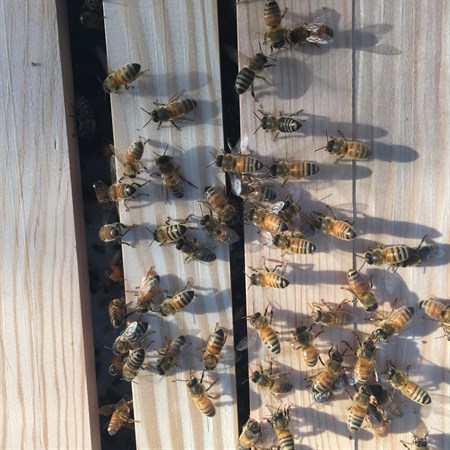 Top-Bar Beekeeping Bees