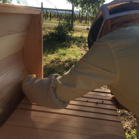 Sustainable Beekeeping